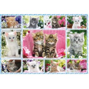 Image of Kittens. 100 pcs