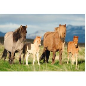 Image of Paardenfamilie. 200 pcs