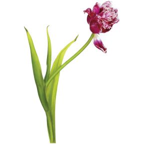 Kaiser Led Lichtplaat Plano 32X228Cm kaiser kopen in de aanbieding