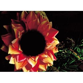 Cokin Filter P342 Dubbelmasker 1 cokin kopen in de aanbieding Cokin Filter P342 Dubbelmasker 1 cokin kopen in de aanbieding